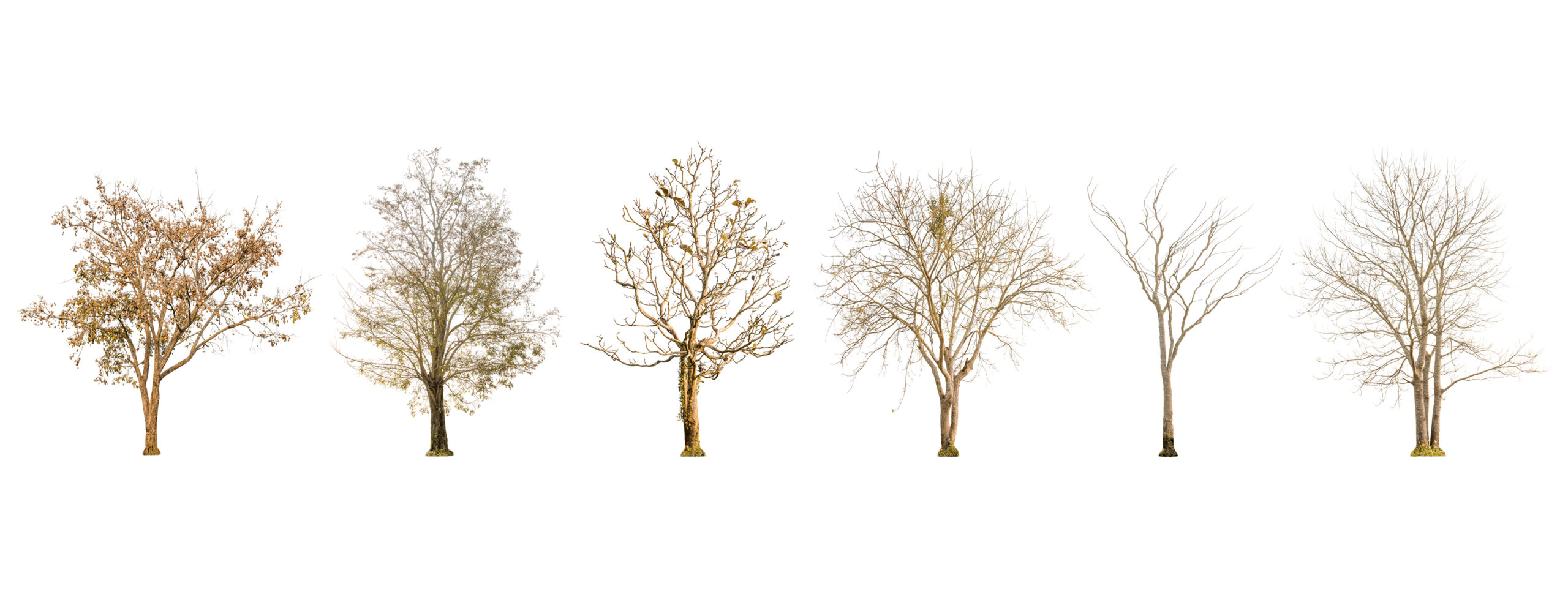 Set of dry tree shape and Tree branch on white background for isolated, Multiple dead tree on white background with clipping path.